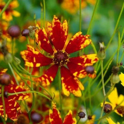 coreopsis radiana flower seeds