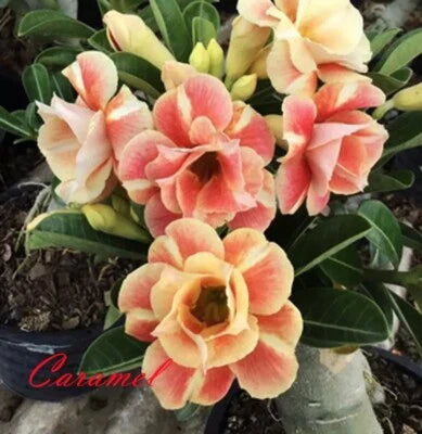 orange yellow flower seeds