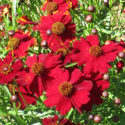 red tall flower seeds