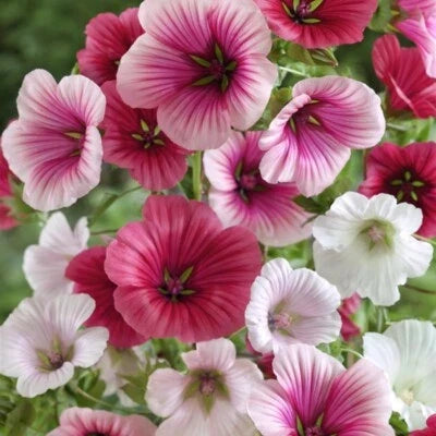 Dwarf Rose Mallow (Malope trifida) Seeds for Planting