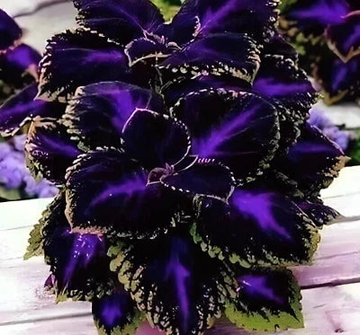 Black Purple Coleus Seeds for Planting