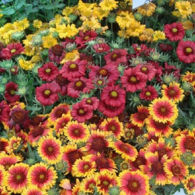 Single Mix Blanket Flower Seeds for Planting