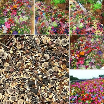 seasonal enchantment flower seeds