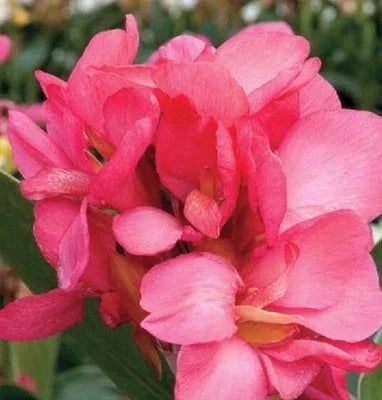 Pink Queen Canna Lily Rhizomes for Planting Seeds for Planting