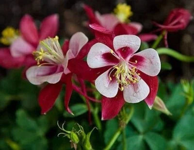 columbines aquilegias flower seeds