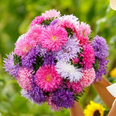 aster giants flower seeds