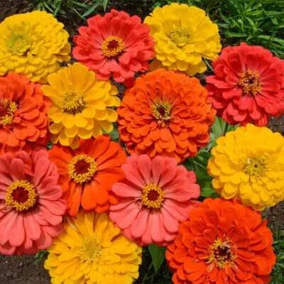 zinnia fruity flower seeds