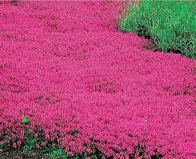 red creeping flower seeds