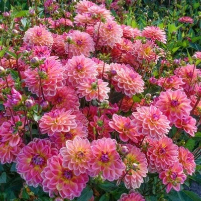 pacific view flower seeds