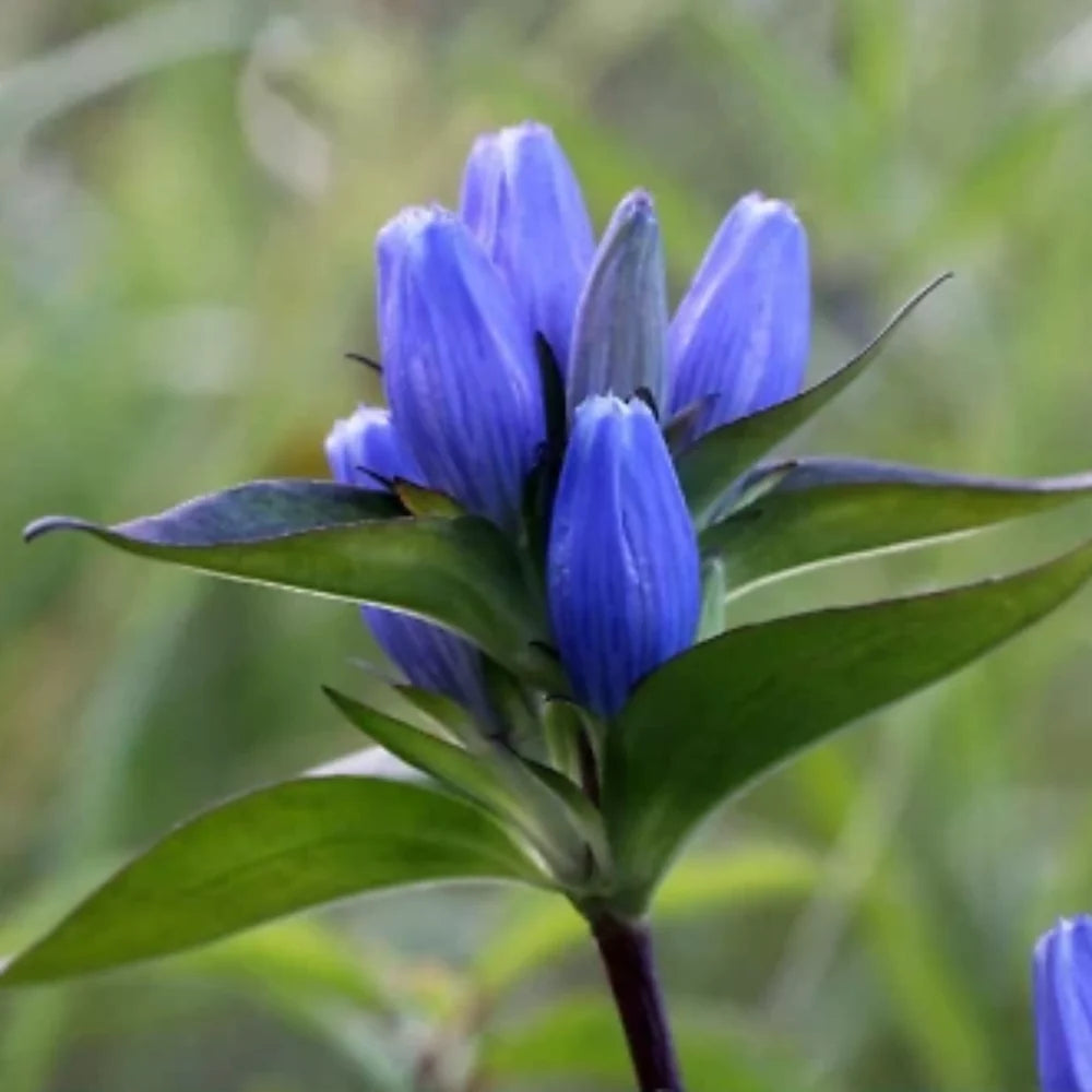 bottle gentian flower seeds