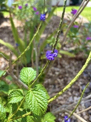 blue porterweed flower seeds