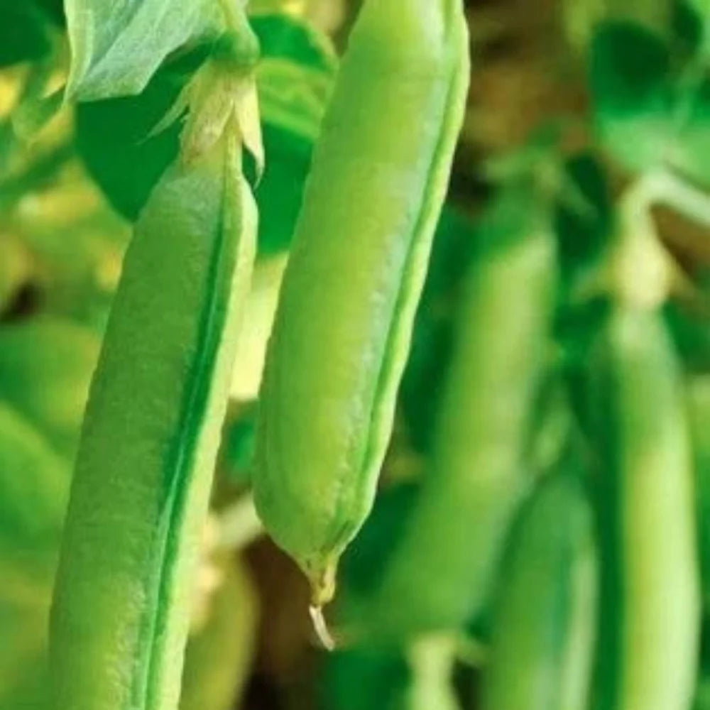 Organic Sugar Snap Pea Seeds for Planting