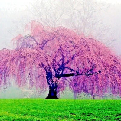 japanese weeping flower seeds