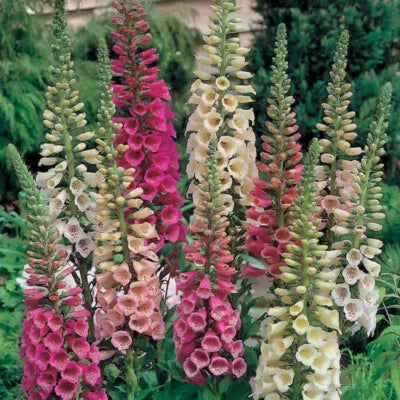 foxy mix flower seeds