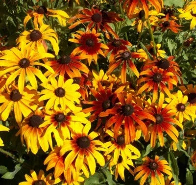 Gloriosa Daisy Flower Seeds for Planting – Perennial Wildflower, Heirloom, Non-GMO