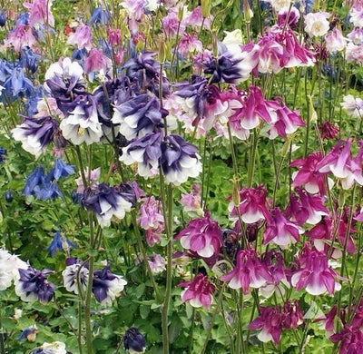 dwarf columbine flower seeds