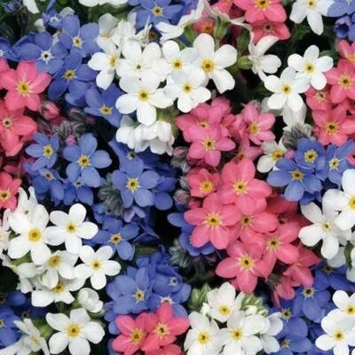 Mixed Color Forget-Me-Not Seeds for Planting