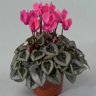 Silverado Rose Cyclamen Seeds for Planting