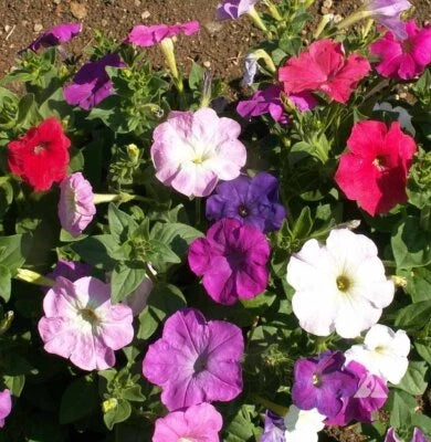 dwarf petunia flower seeds