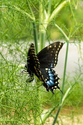 Fennel Herb Seeds for Planting