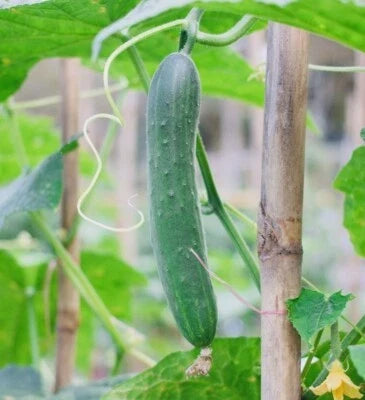 Tendergreen Burpless Cucumber Seeds for Planting