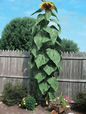 Mammoth Grey Stripe Sunflower Seeds for Planting
