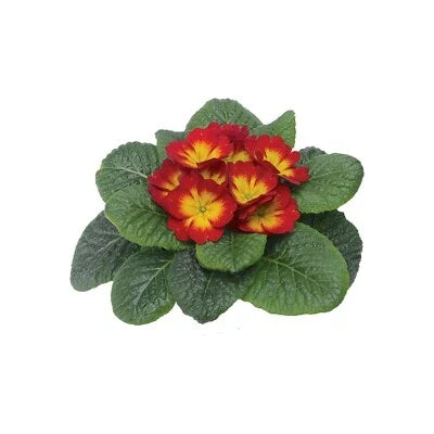 Optic Scarlet Flame Primrose Seeds for Planting