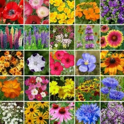 Southeast Wildflower Mix Seeds for Planting