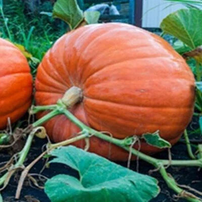 big max flower seeds