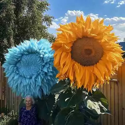 yellow blue flower seeds