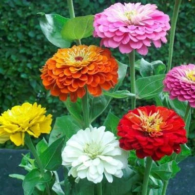 dahlia flowered flower seeds