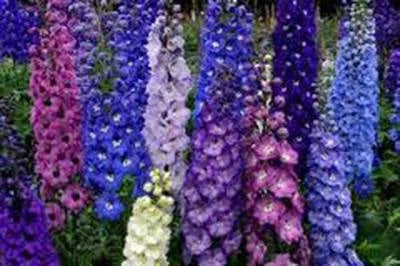 delphinium giant flower seeds