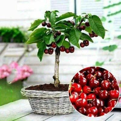 cherry for flower seeds