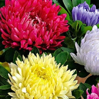 Powderpuff Mix Aster Seeds for Planting