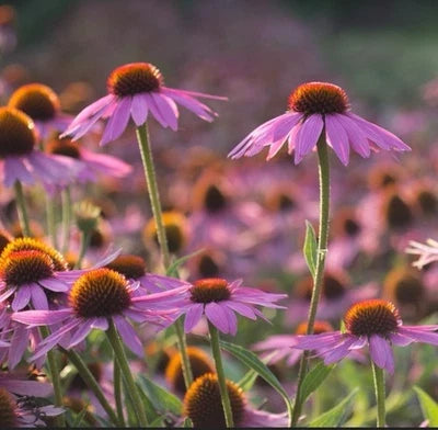 Purple Coneflower (Echinacea purpurea) Seeds for Planting