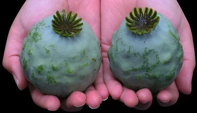 Pink Purple Giant Poppy Seeds for Planting