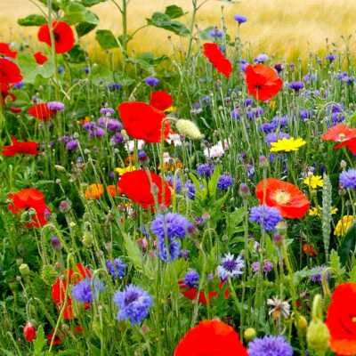 wildflower mix flower seeds