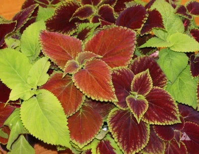 Rainbow Mix Coleus Seeds for Planting