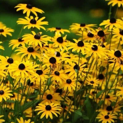 black eyed flower seeds