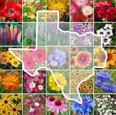 Texas Wildflower Mix Seeds for Planting