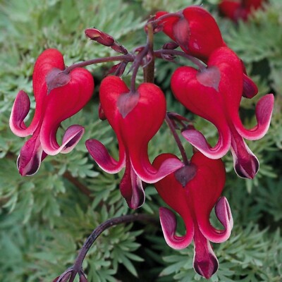 Dicentra Spectabilis Flower Seeds Red – Heirloom Non-GMO High Germination
