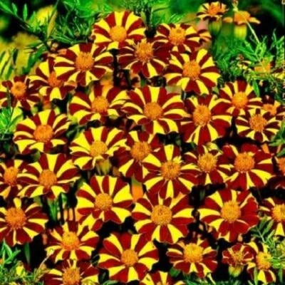 Court Jester French Marigold Seeds for Planting
