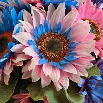 blue pink flower seeds