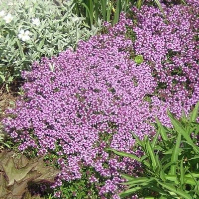 Dwarf Creeping Thyme Seeds for Planting