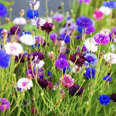 cornflower bachelor flower seeds