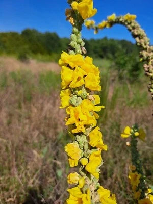 mullein for flower seeds