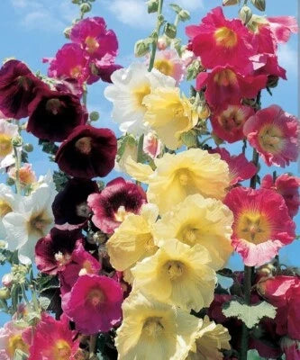 Summer Mix Hollyhock Seeds for Planting