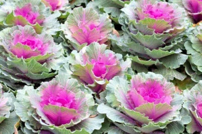 Red Russian Kale Seeds for Planting