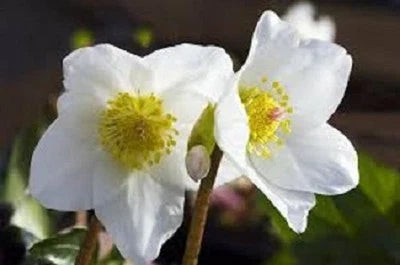 white christmas flower seeds