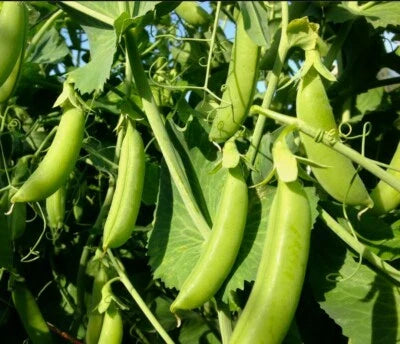 sugar snap flower seeds